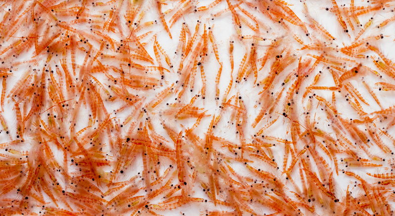 Krill – an Important Contributor to Climate Change Mitigation, is Disappearing due to Human Activity